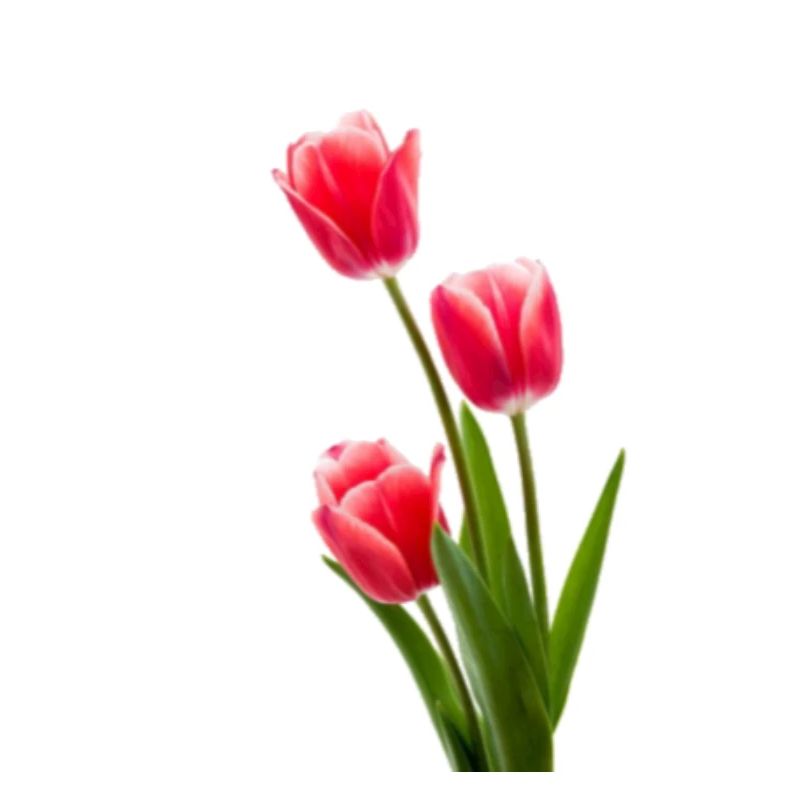 Tulipe / tulipe