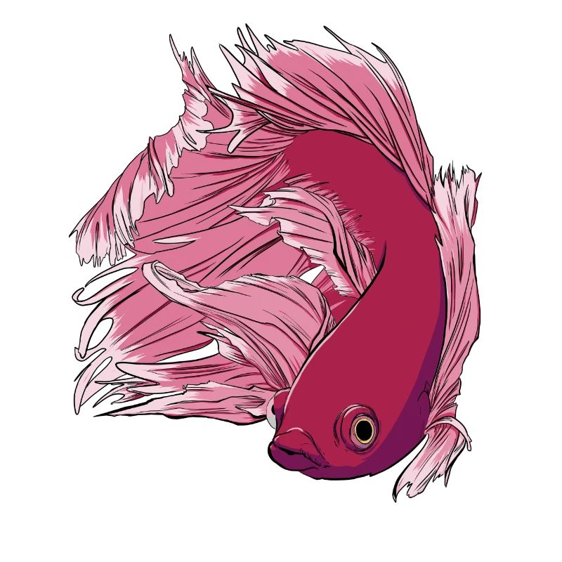 Betta Fisch