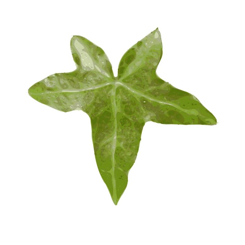 efeu blatt