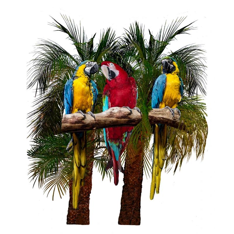 Trois perroquets ara devant des palmiers