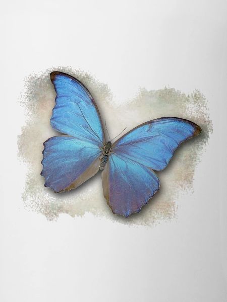Papillon - Papillon