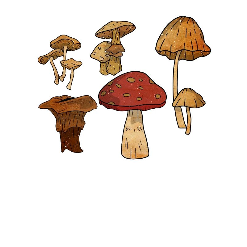 Champignon, champignons, morilles, butinant, chasse, idée cadeau