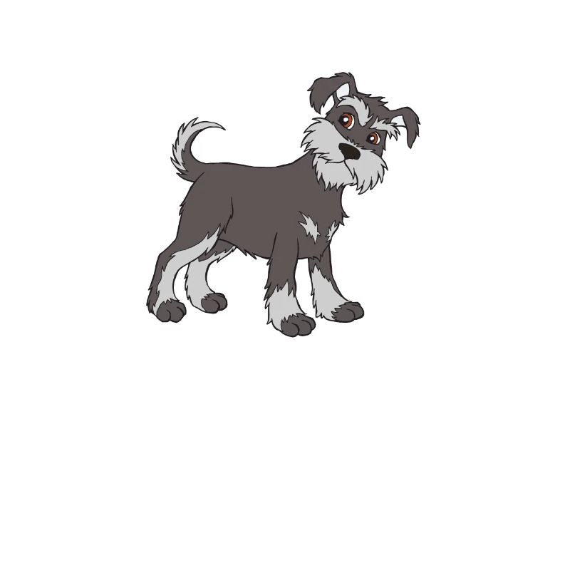 Schnauzer chiot