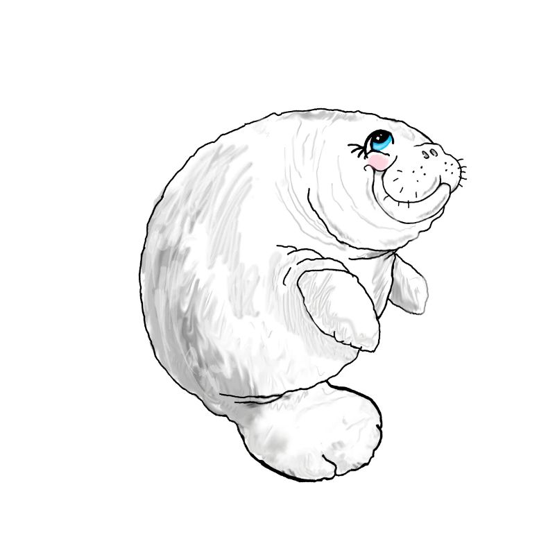 Walrus manatee drawing sea animals