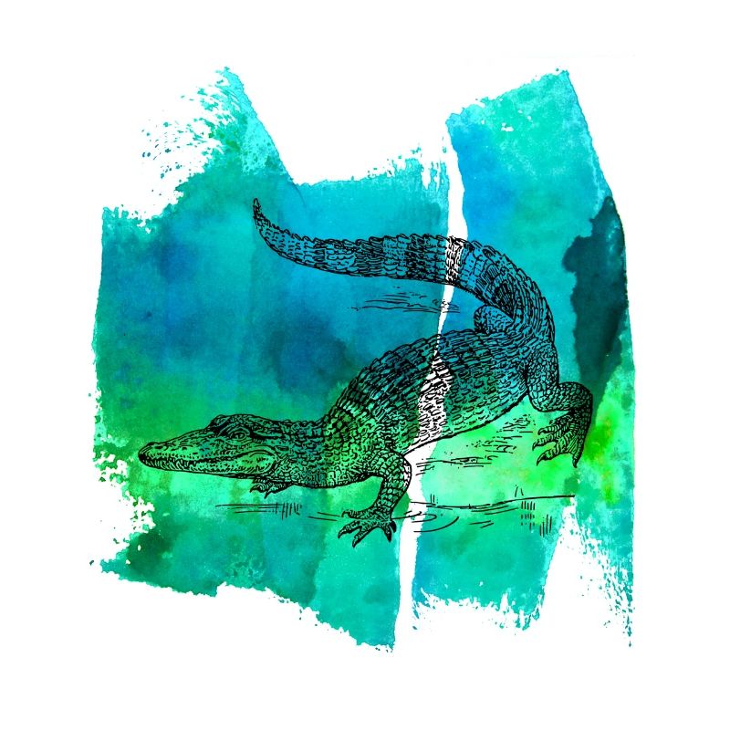 Crocodidil crocodile aligator alligator