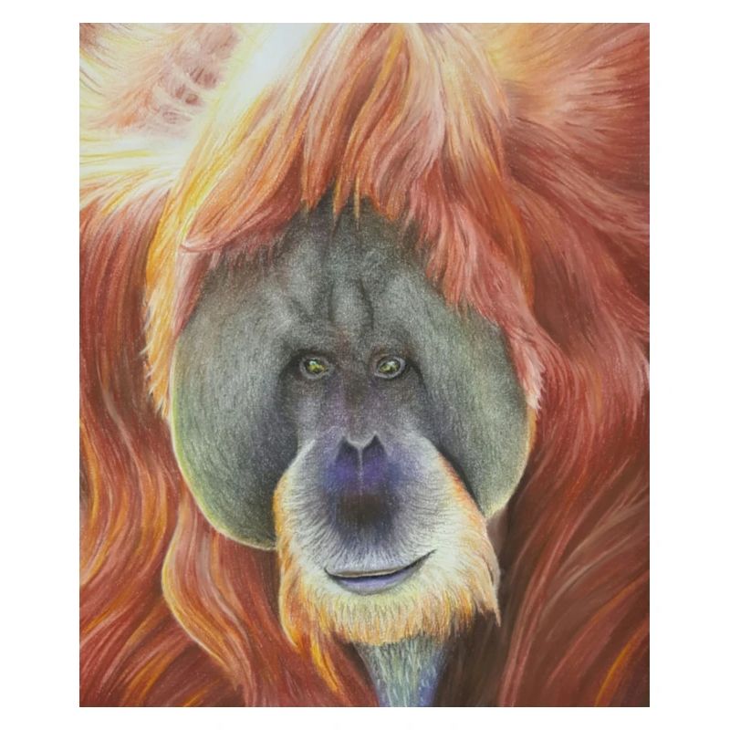 Orangutan