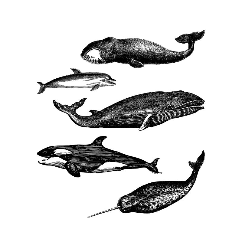 whale illustrations