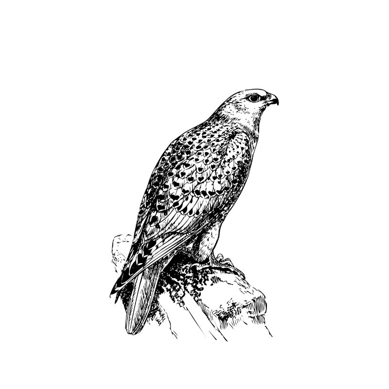 Bird Eagle Hawk Hunting Drawing Shirt Gift