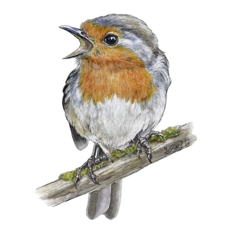 Rotkehlchen Vogel