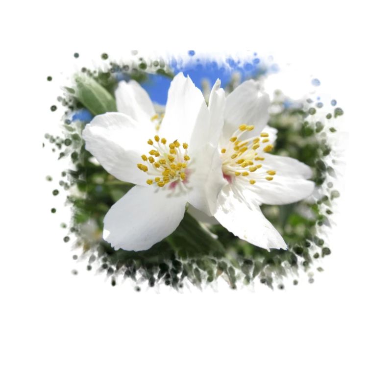 fleurs blanches, fleurs fleurs, fleurs en été, nature