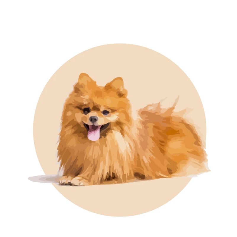 Red Spitz