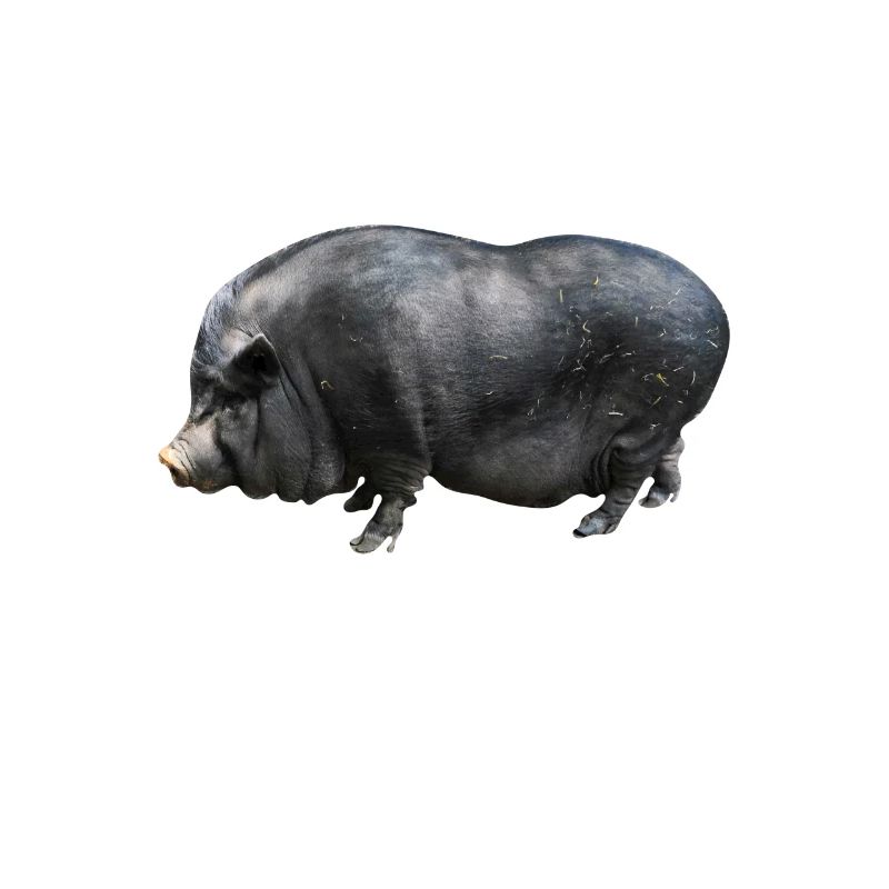 Hanging-bellyed pig pig