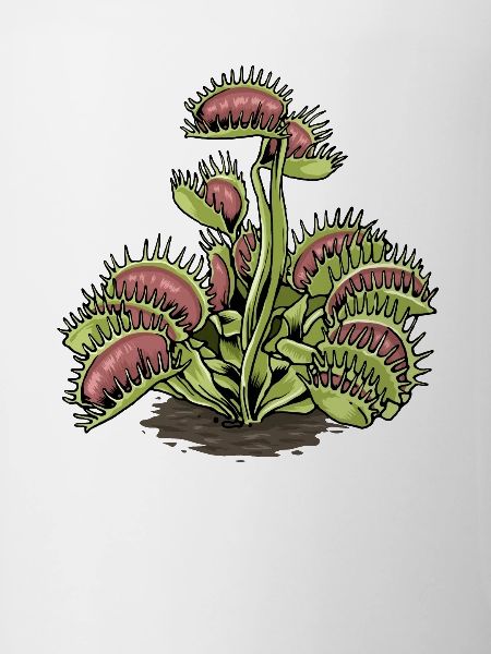 Carnivorous Plant Venus Flytrap
