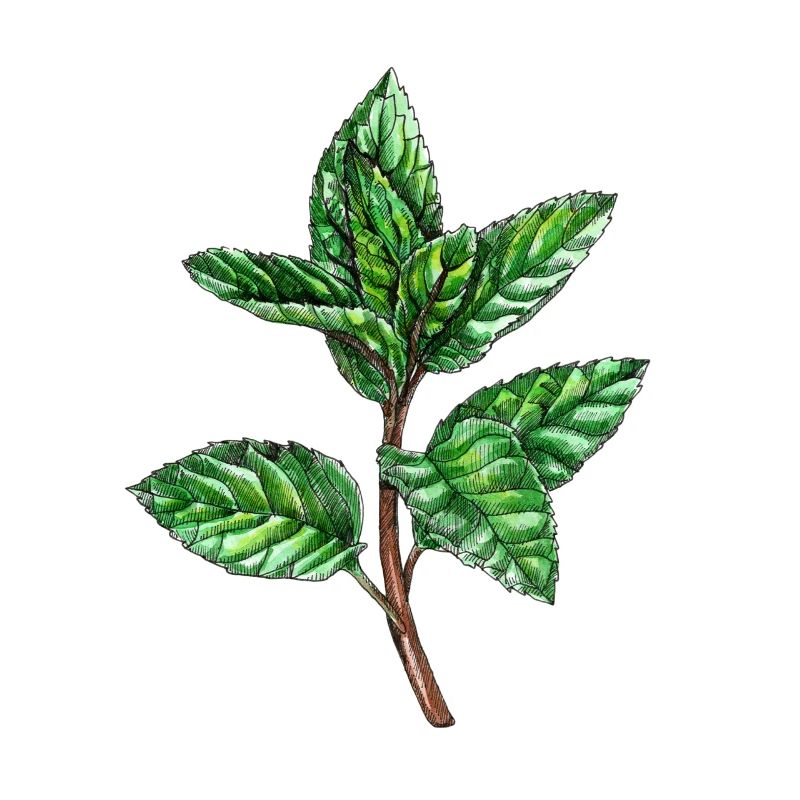 Mint, Mentha, Peppermint