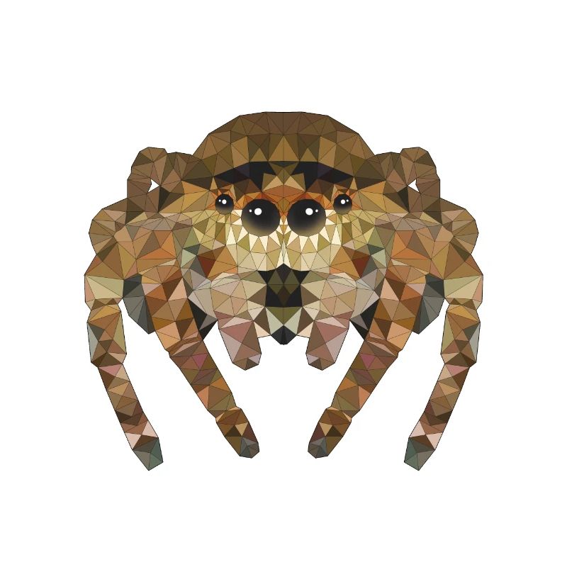 Polygone Araignée Araignées Insectes Animaux de compagnie Enfants