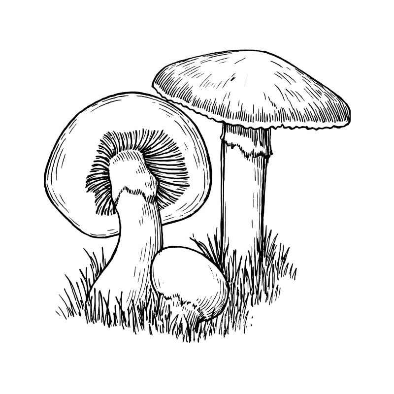 champignons