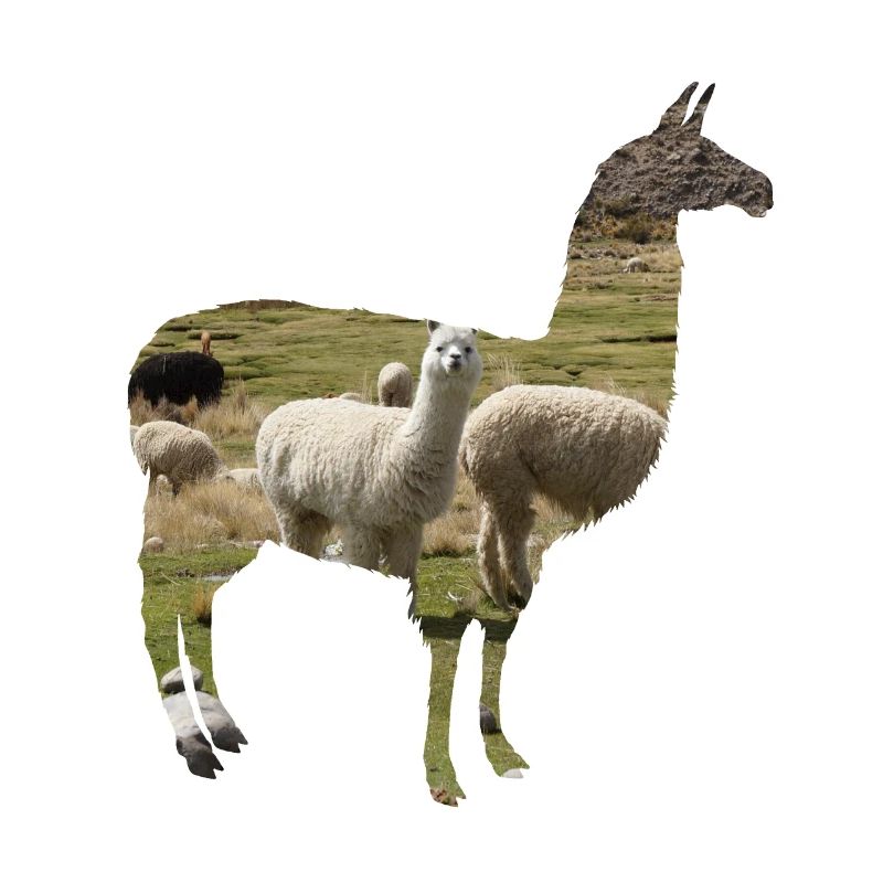 Alpaca alpaca alpaca llama llama llama