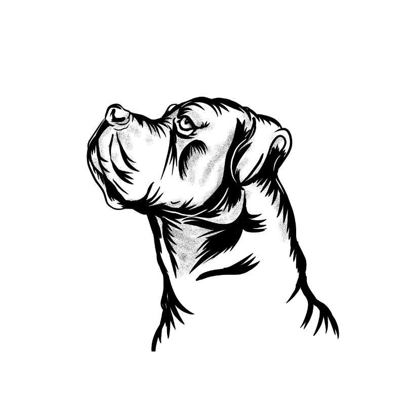 Cane corso chien race de chien chiot mastiff molosser