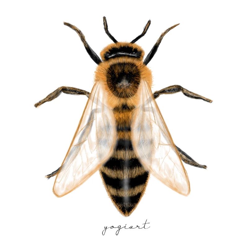 bee