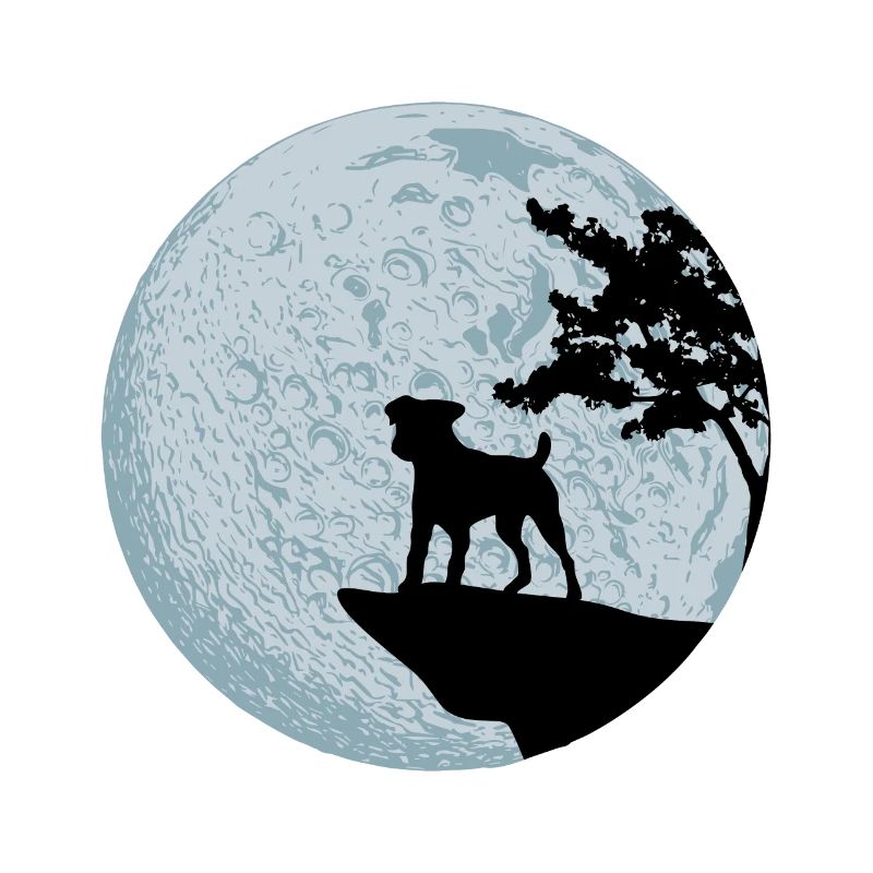 Jack Russell Terrier
