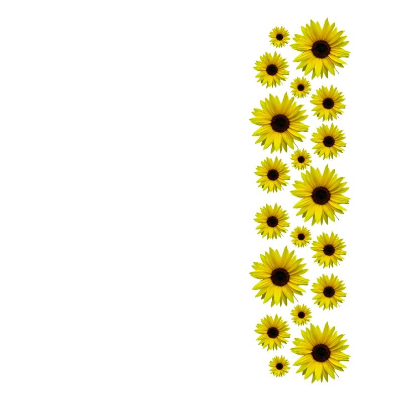 Sonnenblumen, Sonnenblume, Blumen, Blüten, floral
