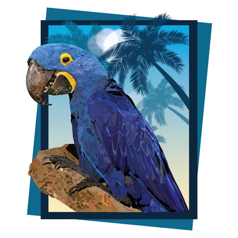 Hyacinth macaw