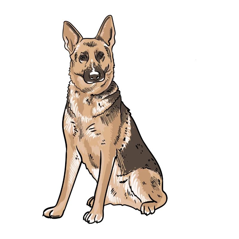 German Shepherd