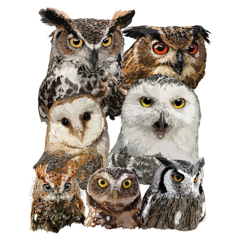 Rapaces nocturnes