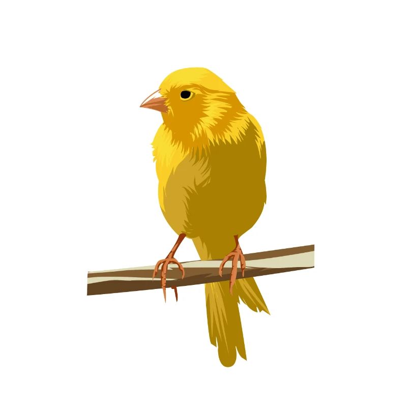 Canari sur branche