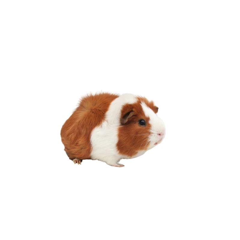 Cochon d'Inde Hamster