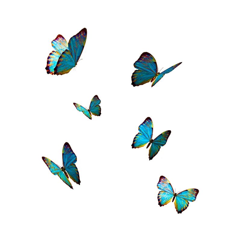 Papillons bleus