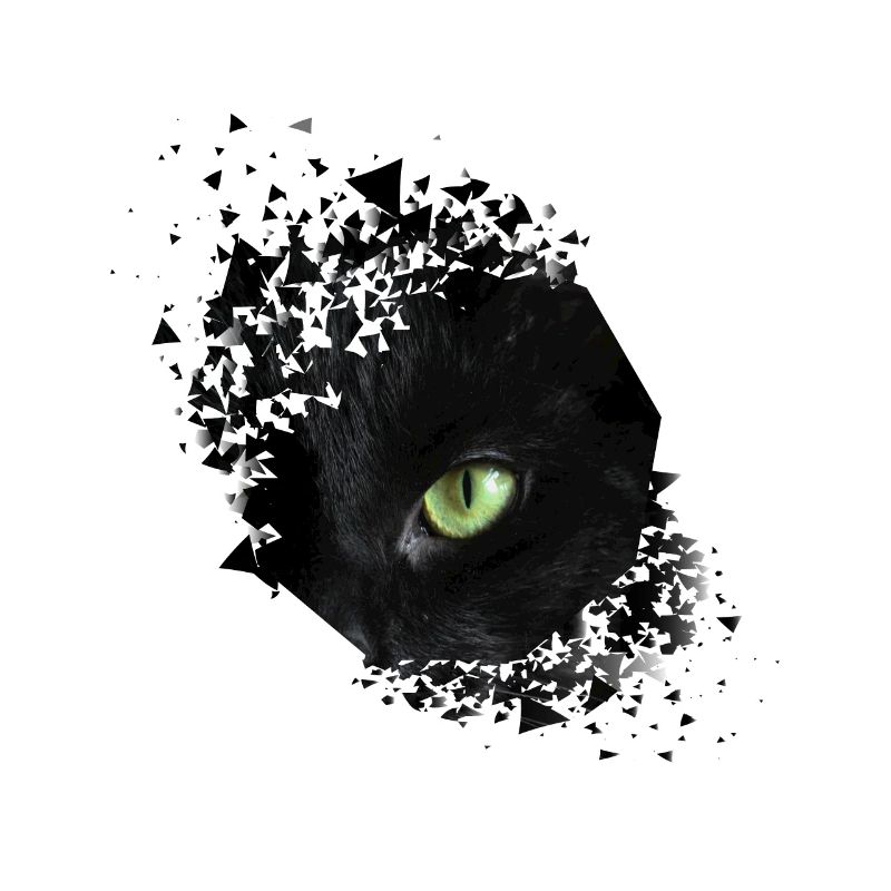 Oeil de chat chat chat propriétaire minou chaton