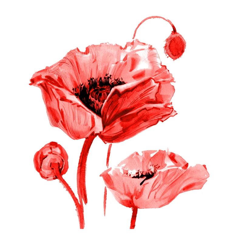 Mohnblume