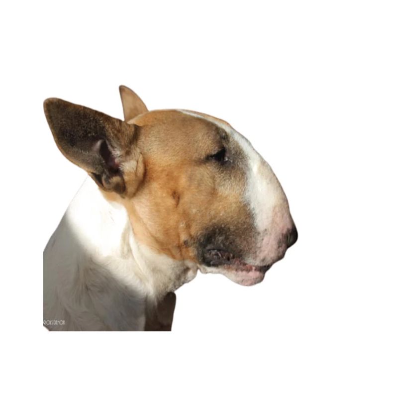bull-terrier