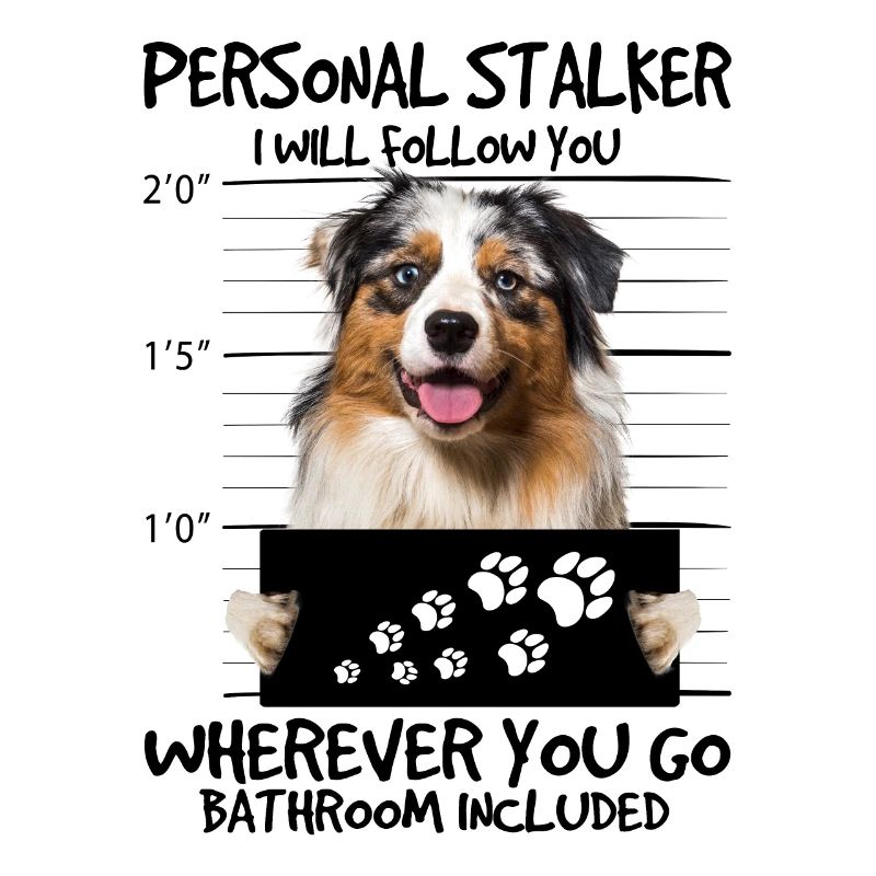 Australian Shepherd