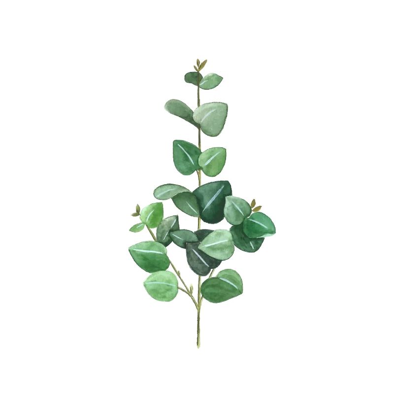 Eucalyptus vert