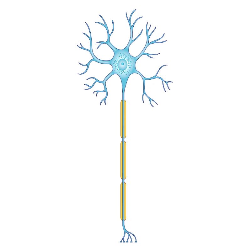 Neuron