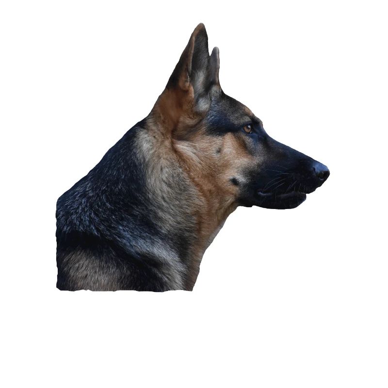 Shepherd Shepherd German Shepherd Dogs