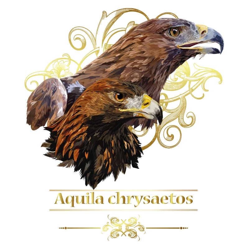 golden eagle