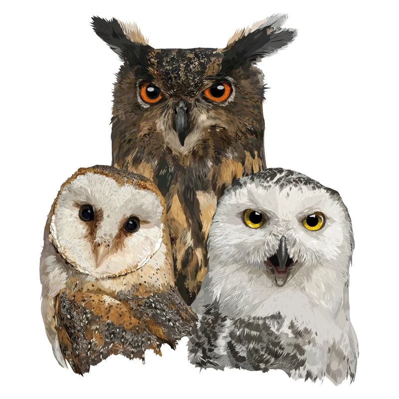 Owls