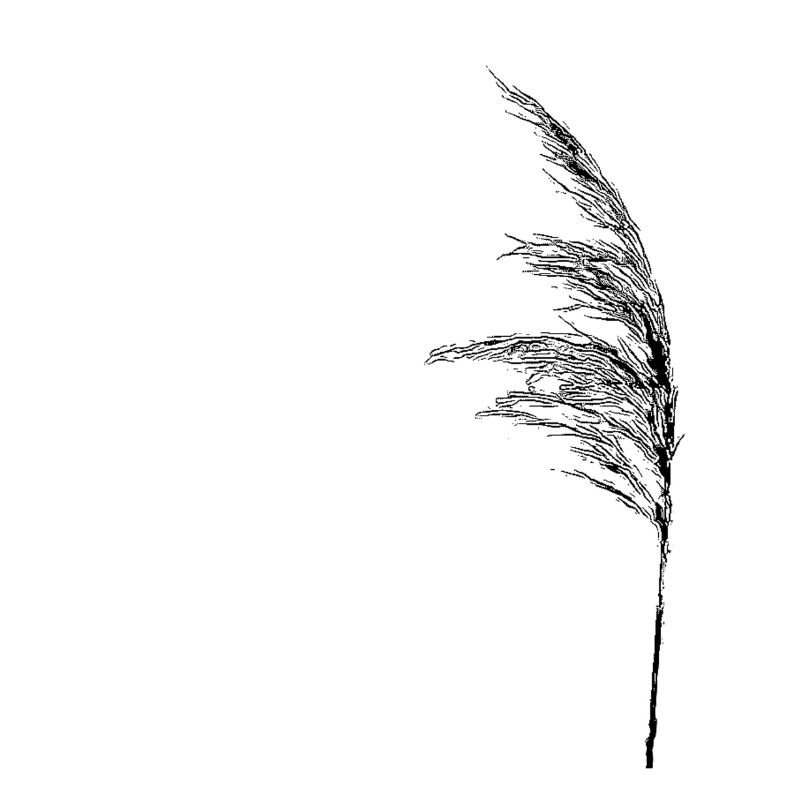 Halm in the wind