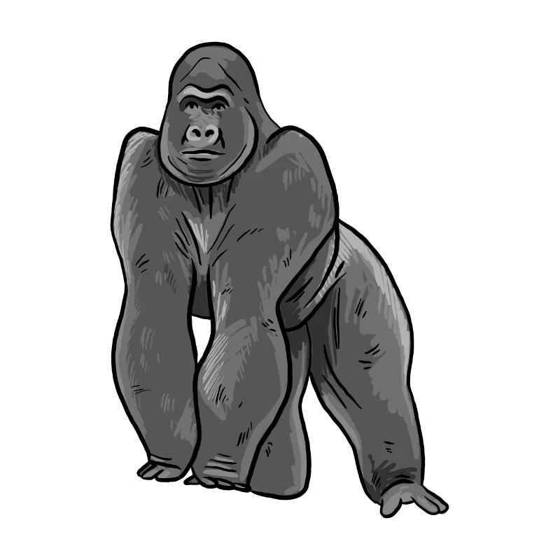 Illustration de gorille