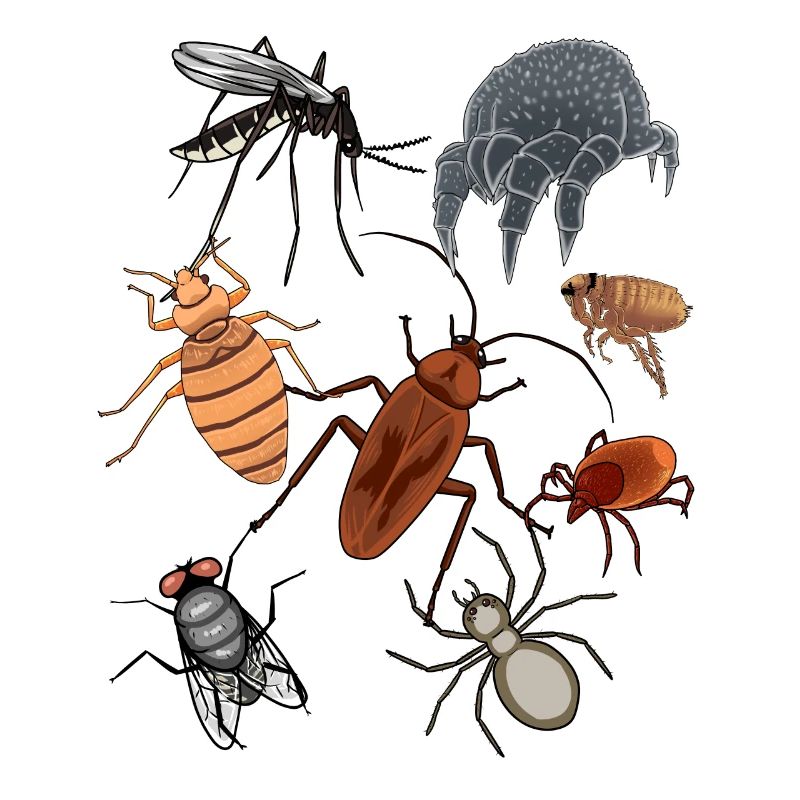 Ravageurs Insectes Animaux de compagnie Vermine