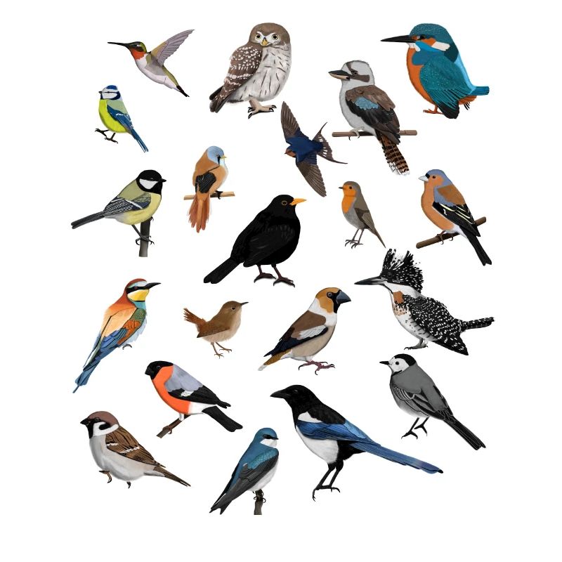 Oiseaux de jardin Oiseaux Oiseaux