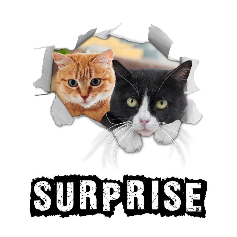 Surprise des chats