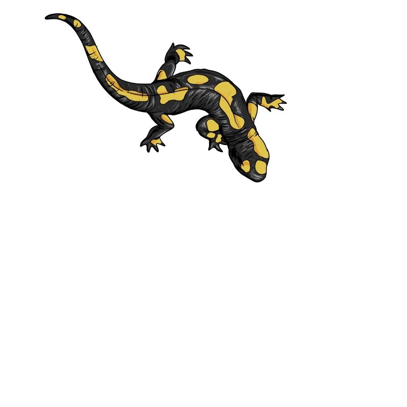 Dessin d’une salamandre de feu