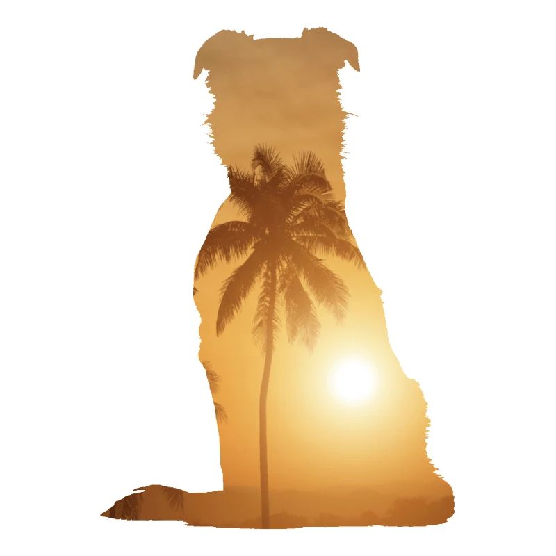 Plage d’été - Border Collie
