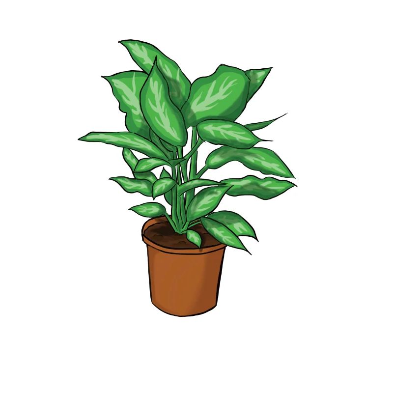 Plante en pot