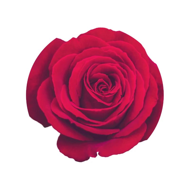 Rote Rose