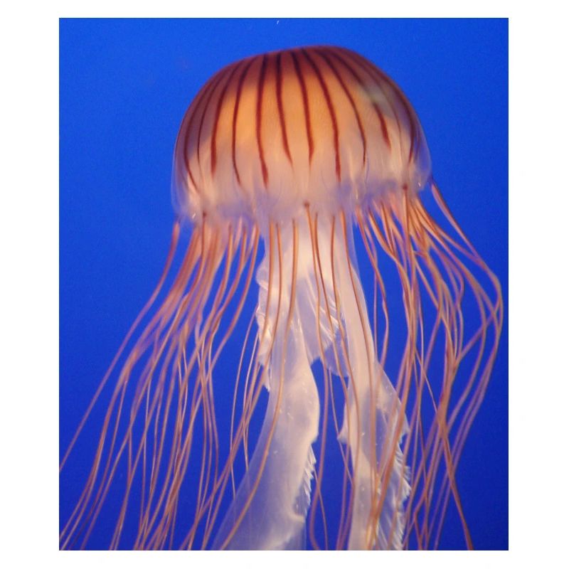 Jellyfish